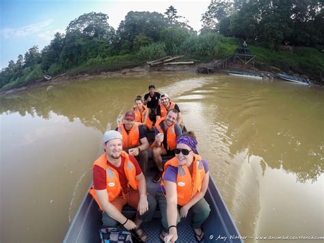 Kinabatangan River: Pływające Safari dla Entuzjastów Przyrody!