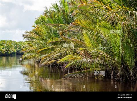  Tanjung Puting National Park: Znajdź siebie w zielonej dżungli Borneo!